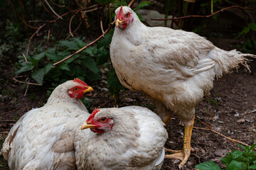 broiler chickens are white in one place