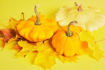 squash and autumn yellow leaves on a yellow background