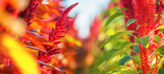 Flowering plants of two different varieties of edible amaranth grow in rows in the field in the...