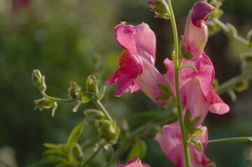 pink and yellow flowers antirrhinum majusflower