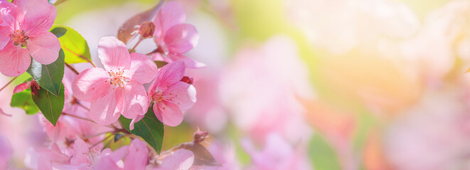 Fototapeta na wymiar Spring background - pink flowers of apple tree on the background of a blooming garden. Horizontal banner with blurred space for text