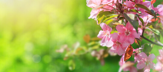 Obraz na płótnie Canvas Spring background - pink flowers of apple tree on the background of a blooming garden. Horizontal banner with blurred space for text