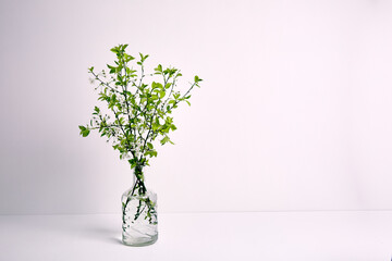 Glass vase with twigs of blossoming cherry on a white background with copy space. Spring flower bouquet. Interior decor. Elegant business card mockup. Mothers day postcard. Freshness. Minimalist