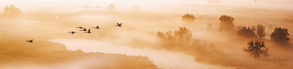 Autumn landscape - a flock of swans flies in the morning fog over the river valley, panorama, banner