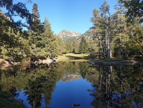 Bosque de pinos con rio y monta&ntilde;as lejanas en fondo horizontal
