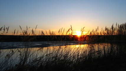 A reed pond at sunset