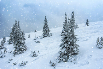 fir trees  and mountains covered with snow. beautiful winter landscape