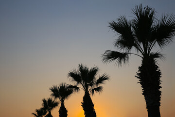 Landscape of a palm tree at sunset.