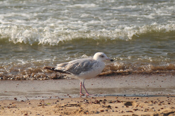 European herring gull (Larus argentatus)