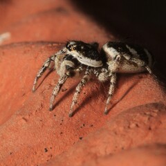 Springspinne