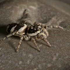 Springspinne