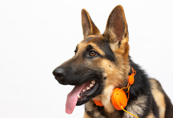 Portrait of a German Shepherd, listen to music headphones 3 years old, head shot, in front of white...