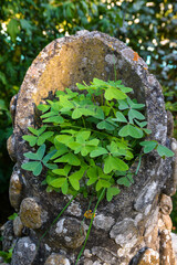 Brotes verdes de trebol