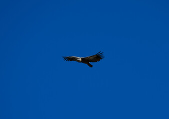 Fototapeta na wymiar A large vulture flying with open wings with blue sky