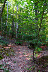 Sendero por el bosque