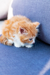 Cute ginger long haired kitten