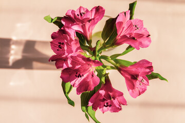 Magenta flower with hand against pink background with deep long shadows