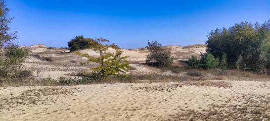 View of the sandy massif in Oleshkovsky Sands. Desert panorama with yellow sand and dry vegetation. Ukraine. Europe
