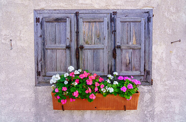 Fototapeta na wymiar Blue wooden windows with multicolored flower pots in retro look.