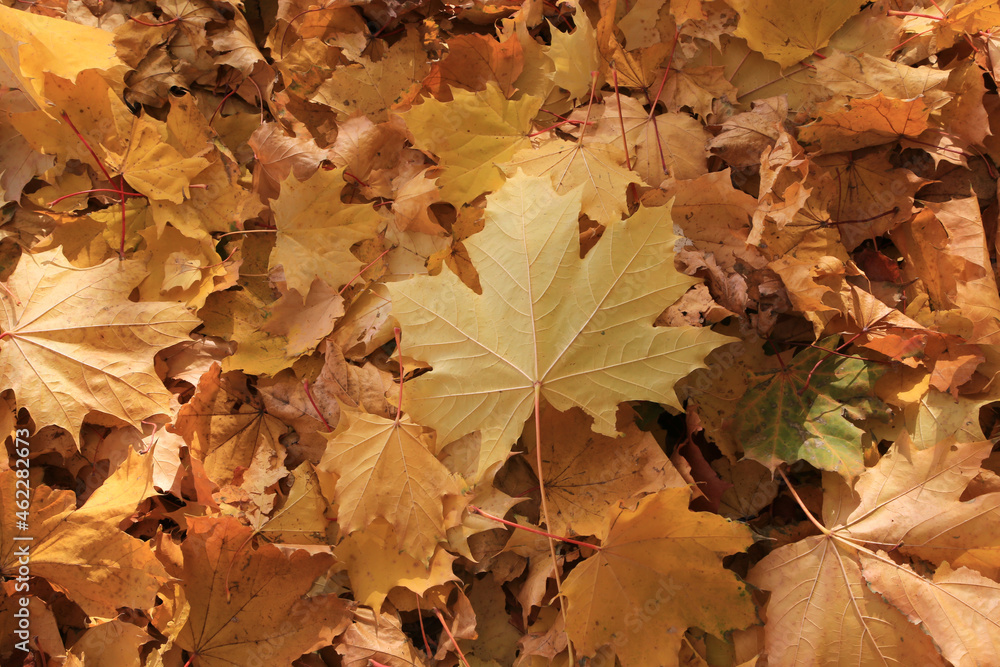 Wall mural Autumn background from fallen leaves of maple tree