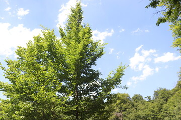 green forest and blue sky