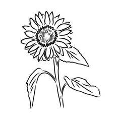 Sunflowers Hand drawn sketches of sunflowers. sunflower vector