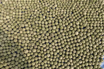 Ripe Wood Apple fruits (Limonia Acidissima) are lined up under the open sun for drying. Ripe Wood Apple fruit pattern background. Close Up views of wood apple fruits.