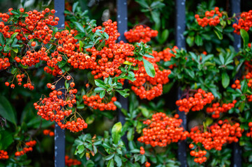 Fototapeta na wymiar Hawthorn hedge with red hawthorn berries and black railings. This hawthorn hedge forms the boundary to a front garden and the red berries make attractive screening. Shallow depth of field.