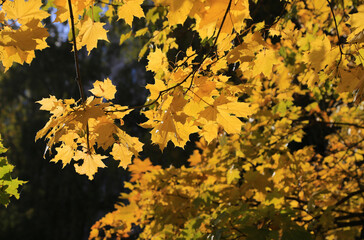 Fototapeta na wymiar Bright autumn maple foliage illuminated by the sun
