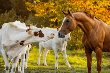 Obraz na płótnie Canvas Don breed horse with a cow in autumn 
