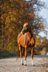 Don breed horse in autumn. Russian golden horse.