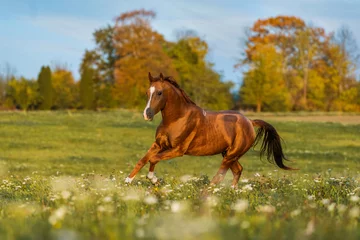 Foto auf Leinwand Don breed horse running on the field in autumn. Russian golden horse. © Rita Kochmarjova