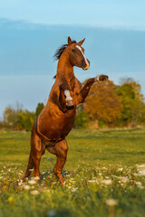 Beautiful Don breed horse rearing up in the field in autumn. Russian golden horse.