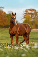 Don breed horse standing in the field. Russian golden horse. - 462283613