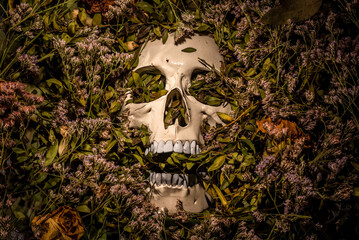 Human skull surrounded by withered and dried flowers.