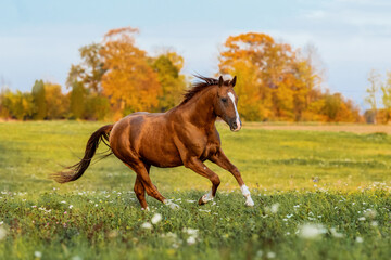 Don breed horse running on the field in autumn. Russian golden horse. - 462283679