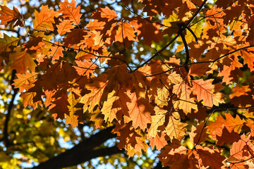 Autumn maple leaves.