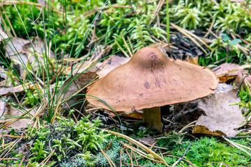 unknown brown mushroom grows on earth