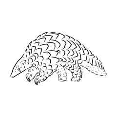 Vector illustration. Hand drawn realistic sketch of pangolin, isolated on white background