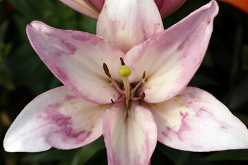 Fototapeta na wymiar White-pink lily, with beautiful stamens close-up