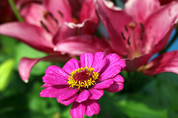 red gerbera flower on the background of other lily flowers