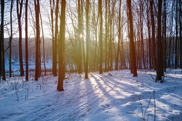 abandoned city park, hill slope to lake with narrow road through forest thickets, animal, human and car footprints in snow, sun flare and long shadows of trees
