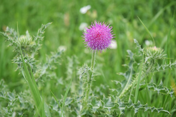 Chardon en fleur mauve.