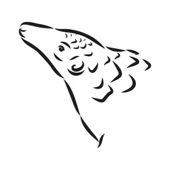 Vector illustration. Hand drawn realistic sketch of pangolin, isolated on white background