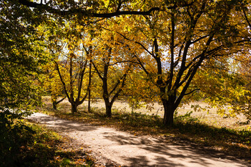 Autumn. Fall. Autumnal Park. Autumn Trees and Leaves