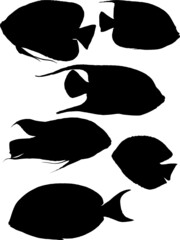 small group of six black fishes on white