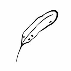 Autumn sketch outline leaf. A hand-drawn line textured herb on white background. Doodle graphic plant image. Nature, gardening, forest, fall sign. long inked leaf. Vector botanical season illustration