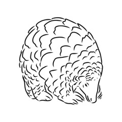 Vector illustration. Hand drawn realistic sketch of pangolin, isolated on white background