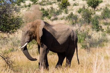 Young bull elephant throwing sand over its head in the Pilanesberg game reserve, South Africa