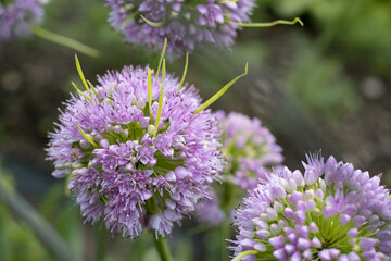 Garlic flowers in the garden.